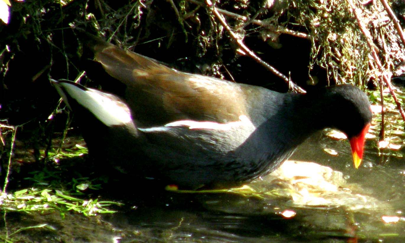 Ancora sulle gallinelle d''acqua milanesi