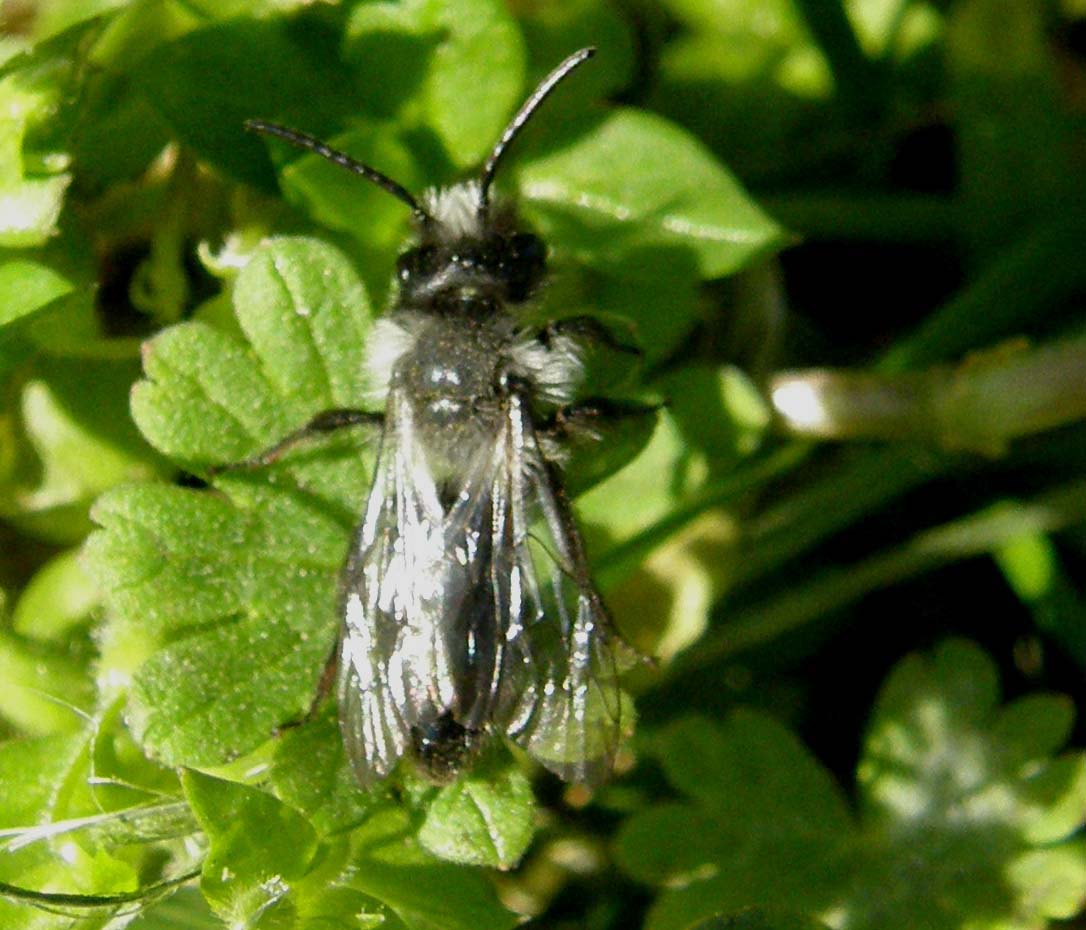 Andrena cineraria (Apidae Andreninae)