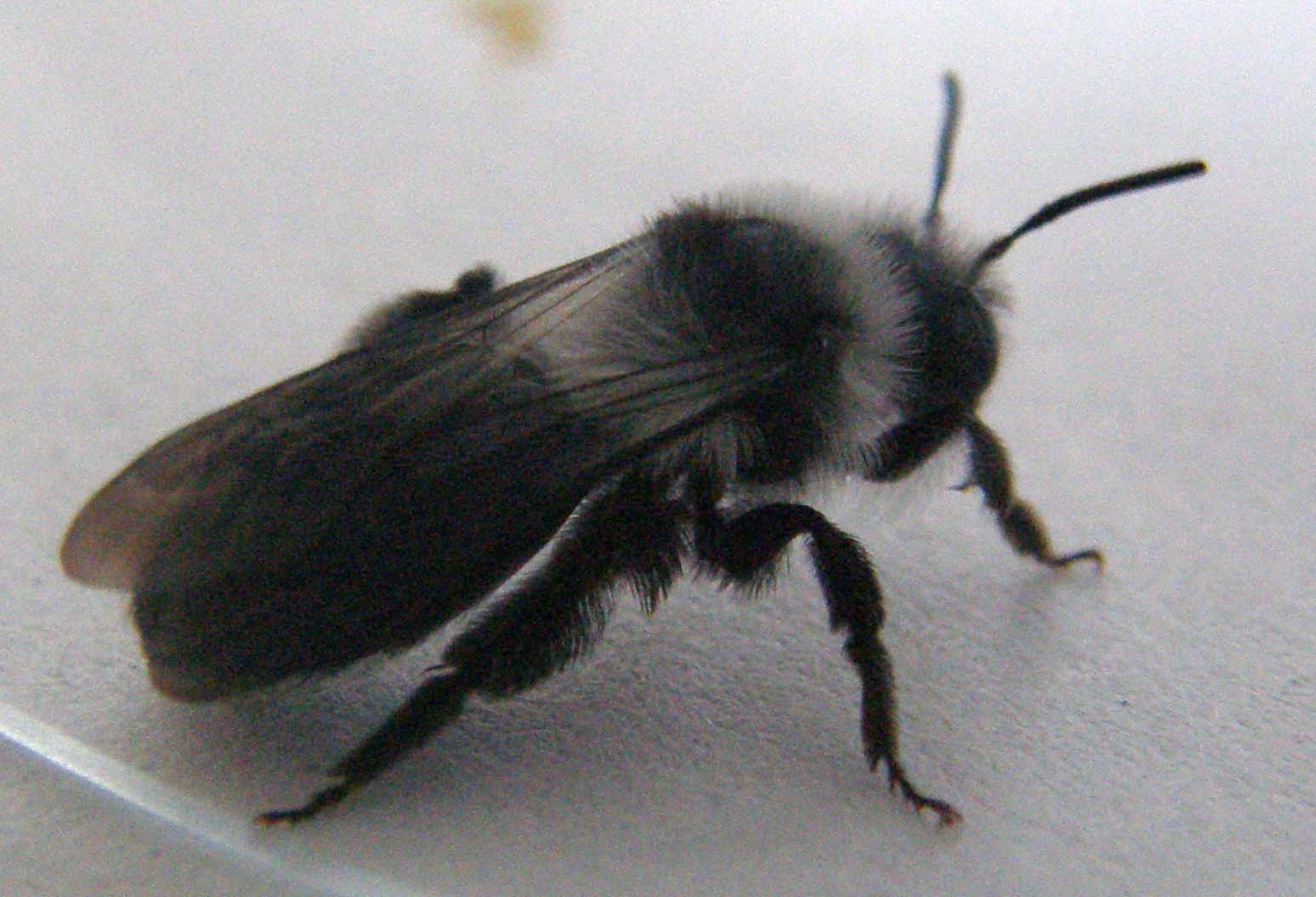 Andrena cineraria (Apidae Andreninae)