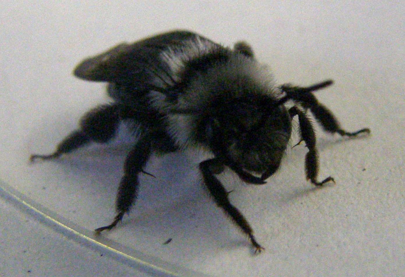 Andrena cineraria (Apidae Andreninae)