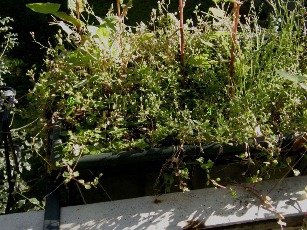 Stellaria pallida / Centocchio senza petali