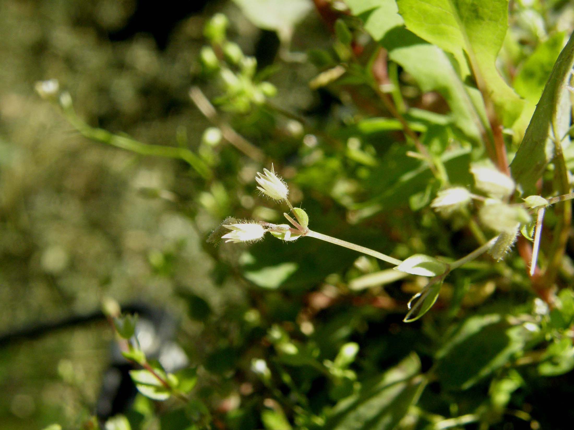 Stellaria pallida / Centocchio senza petali