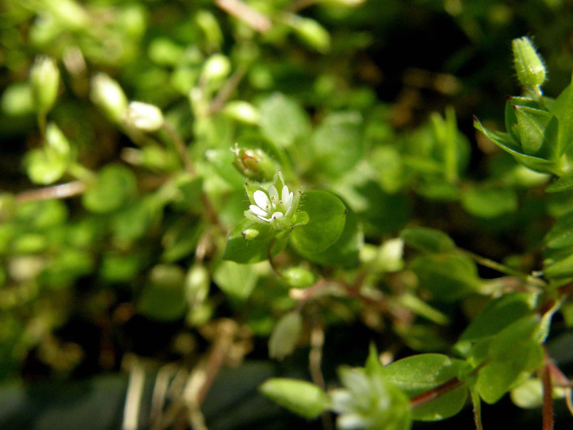 Stellaria pallida / Centocchio senza petali