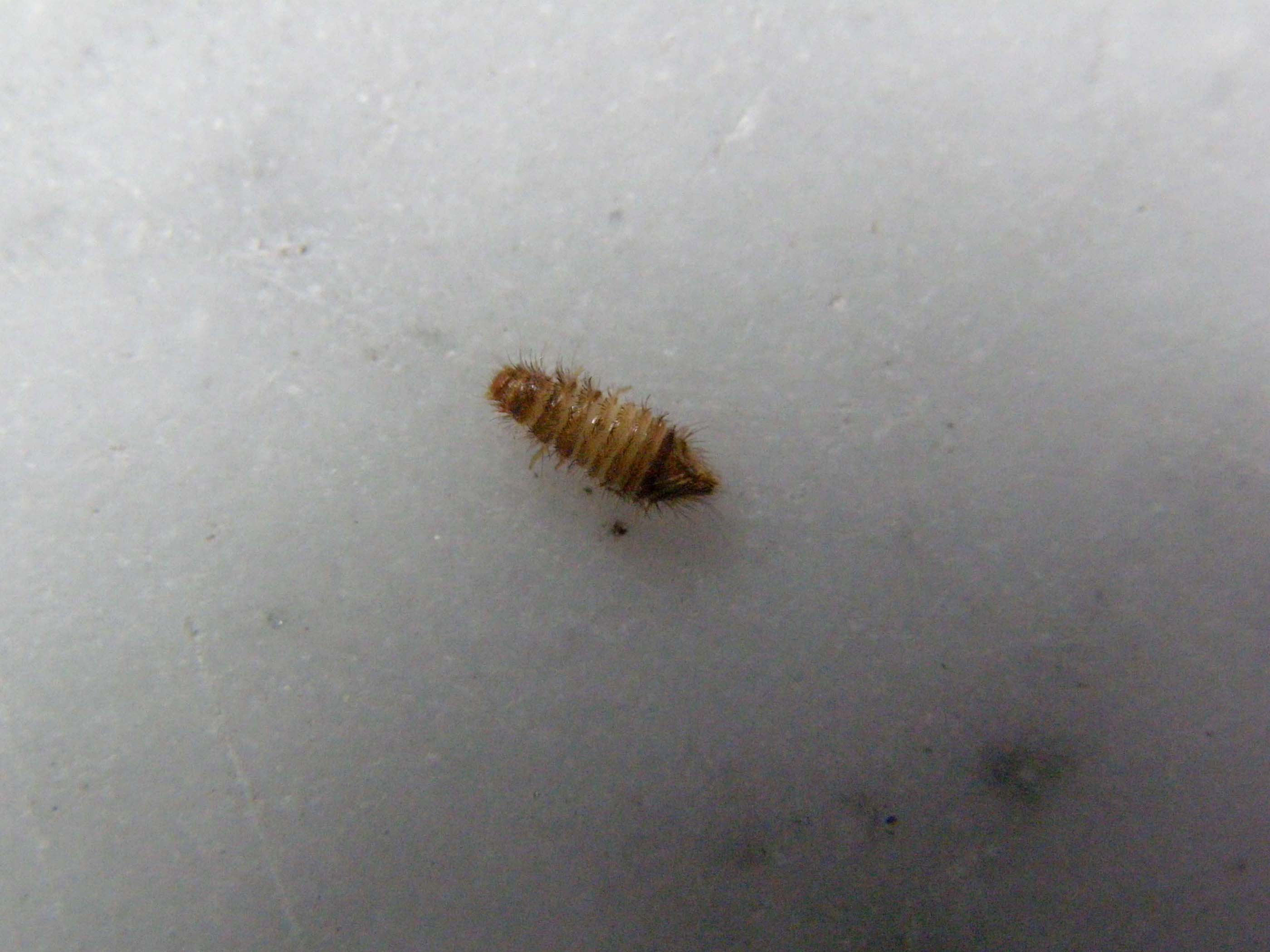 larva Anthrenus