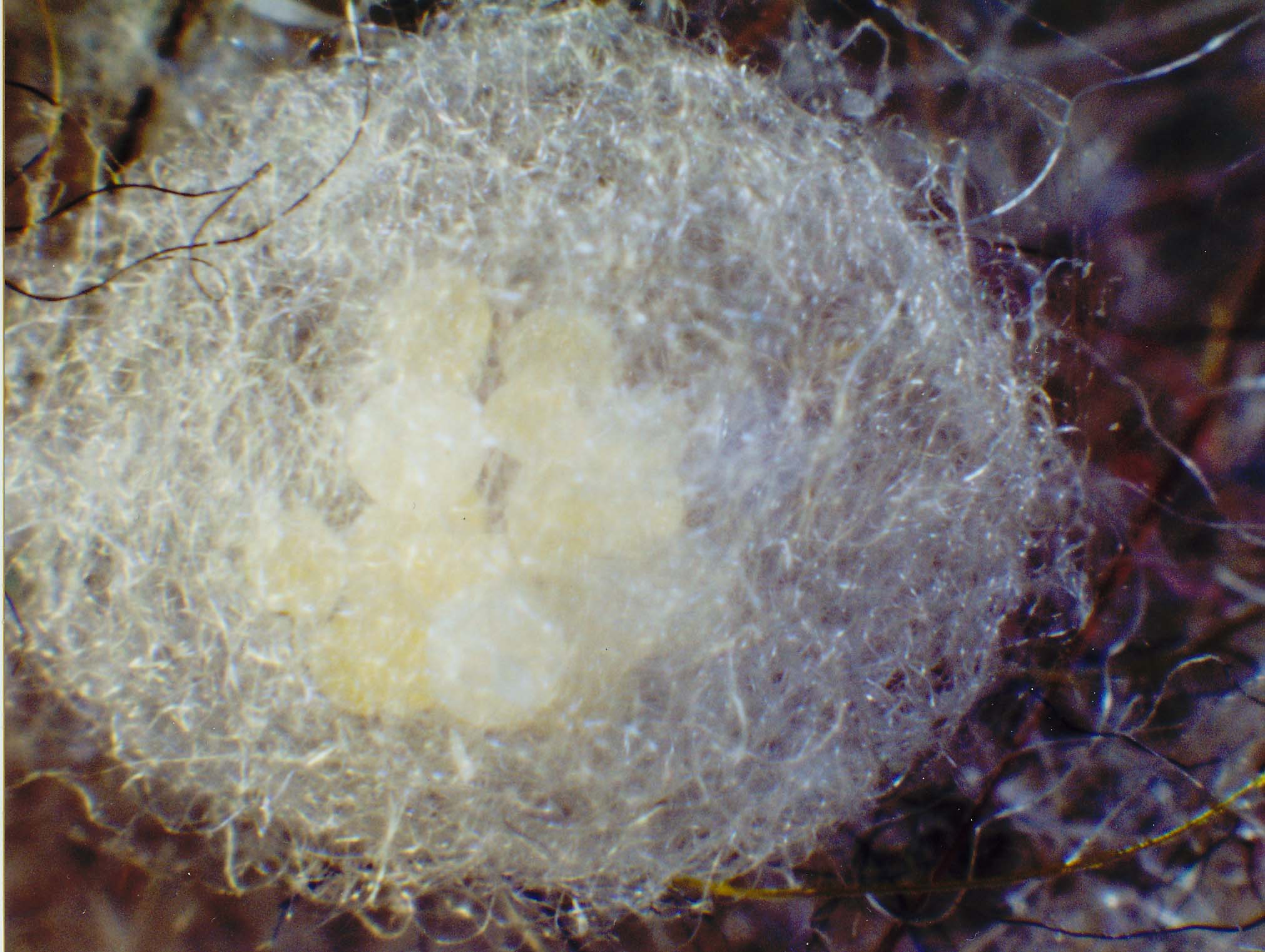 Uova di ragno