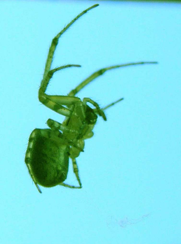 Zygiella sp.