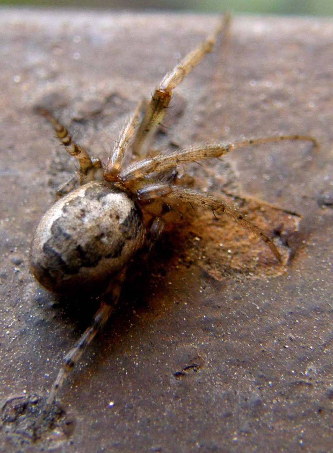 Zygiella sp.