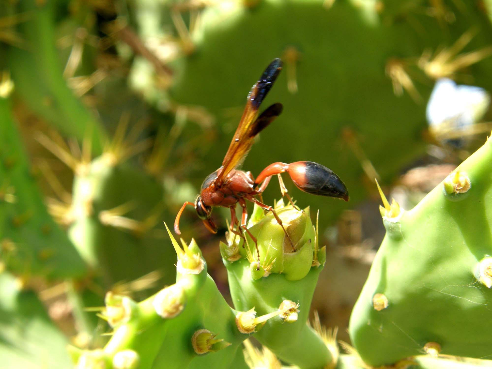 Vespidae Eumeninae : Delta dimediatipenne e Evaniidae (genere?) - Fuerteventura (Canarie)