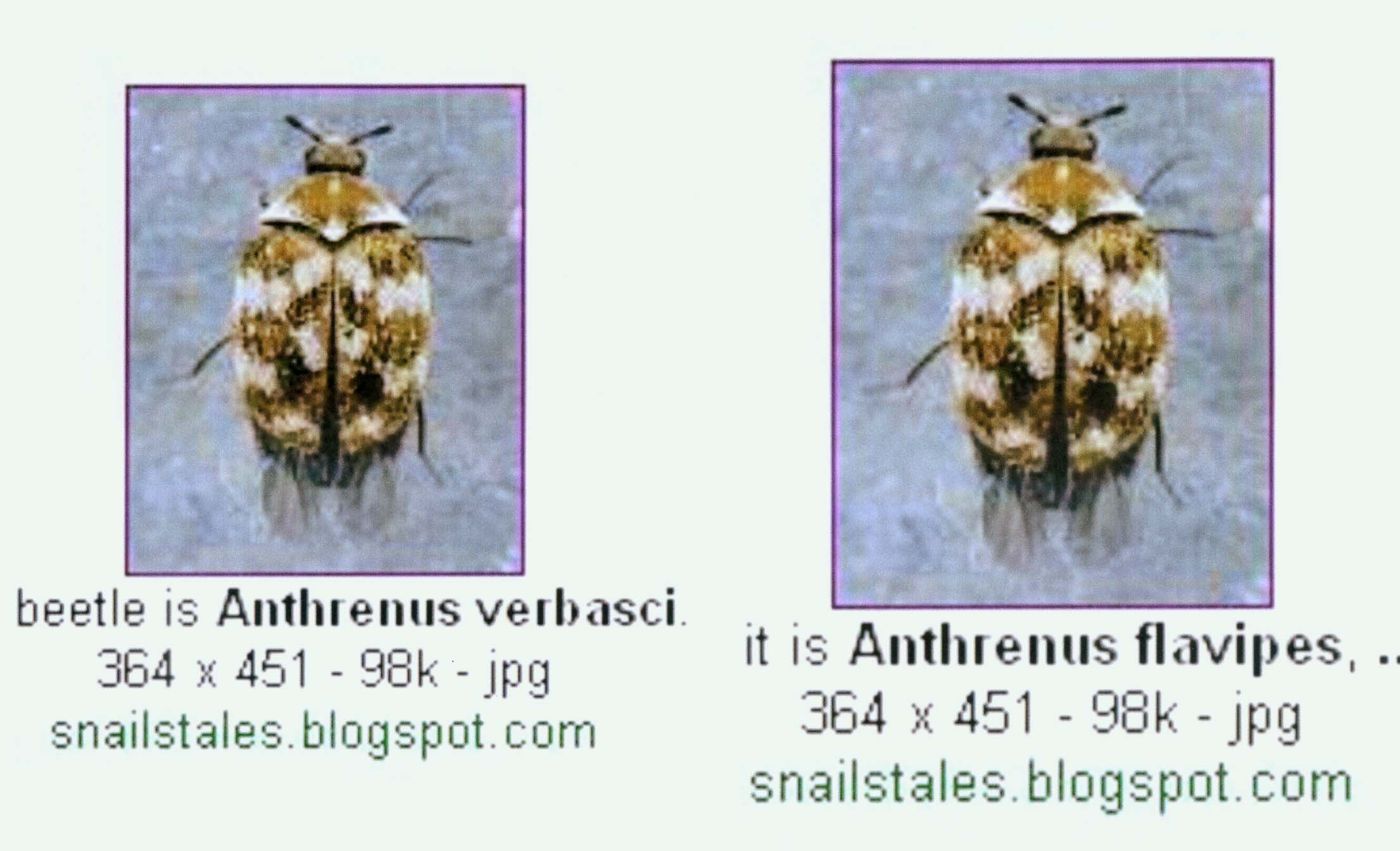 Anthrenus verbasci