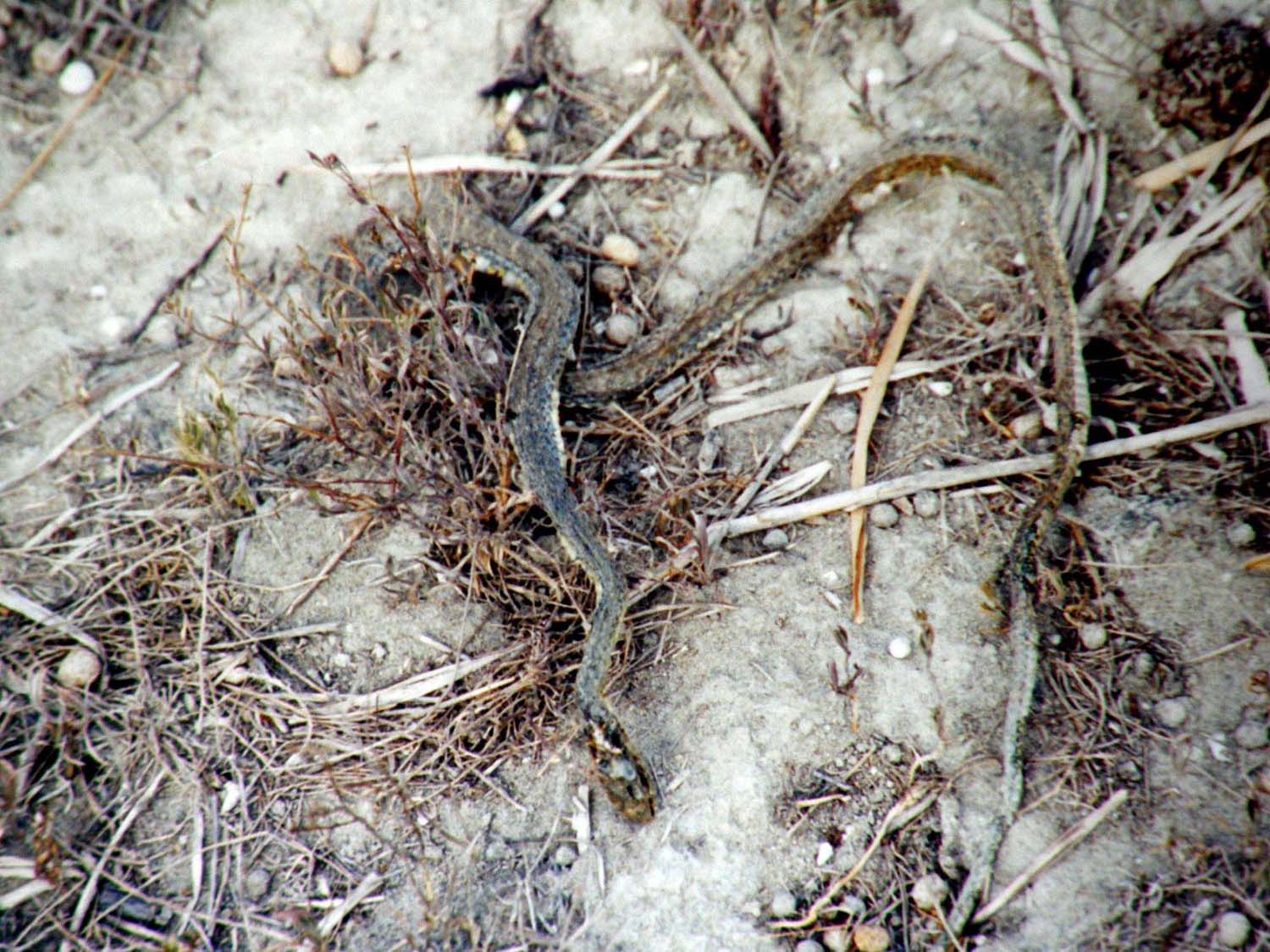 Malpolon monspessulanus mummificato