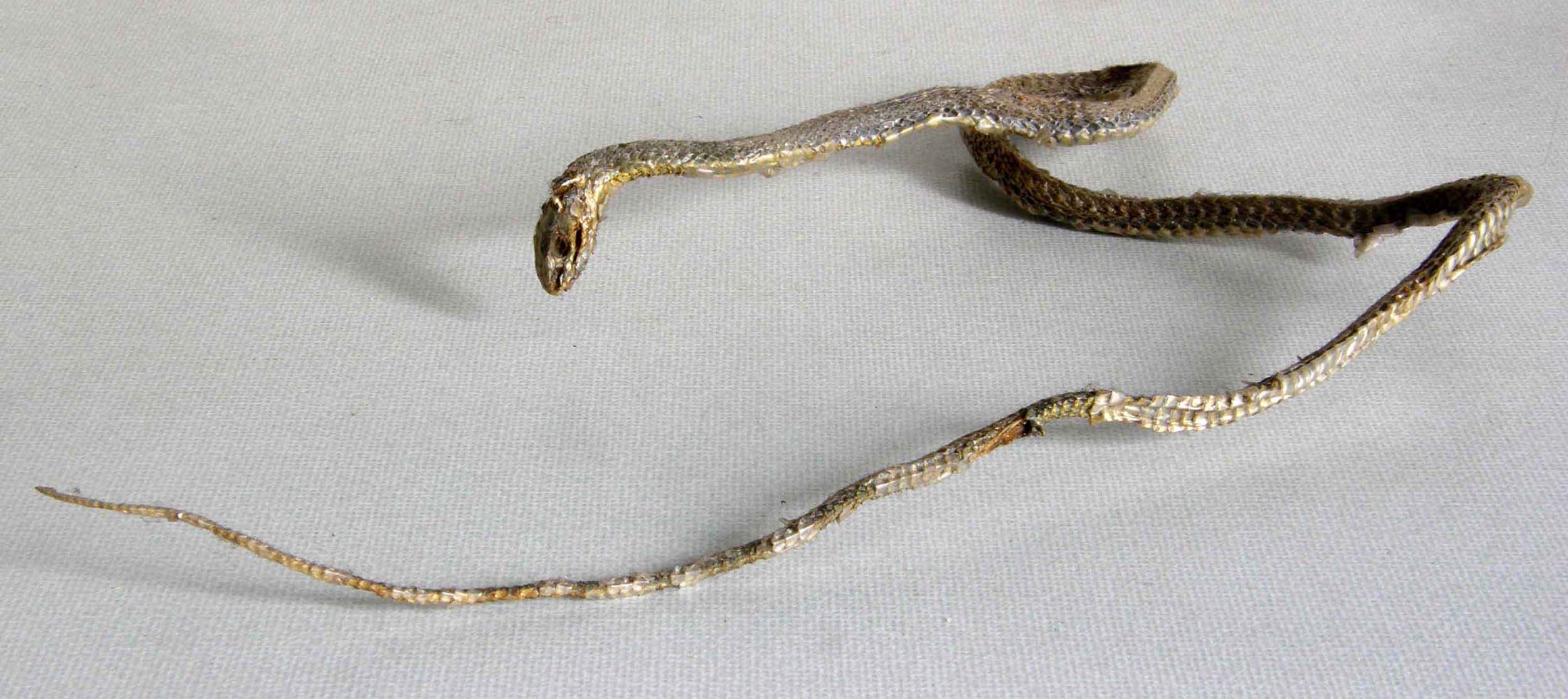 Malpolon monspessulanus mummificato