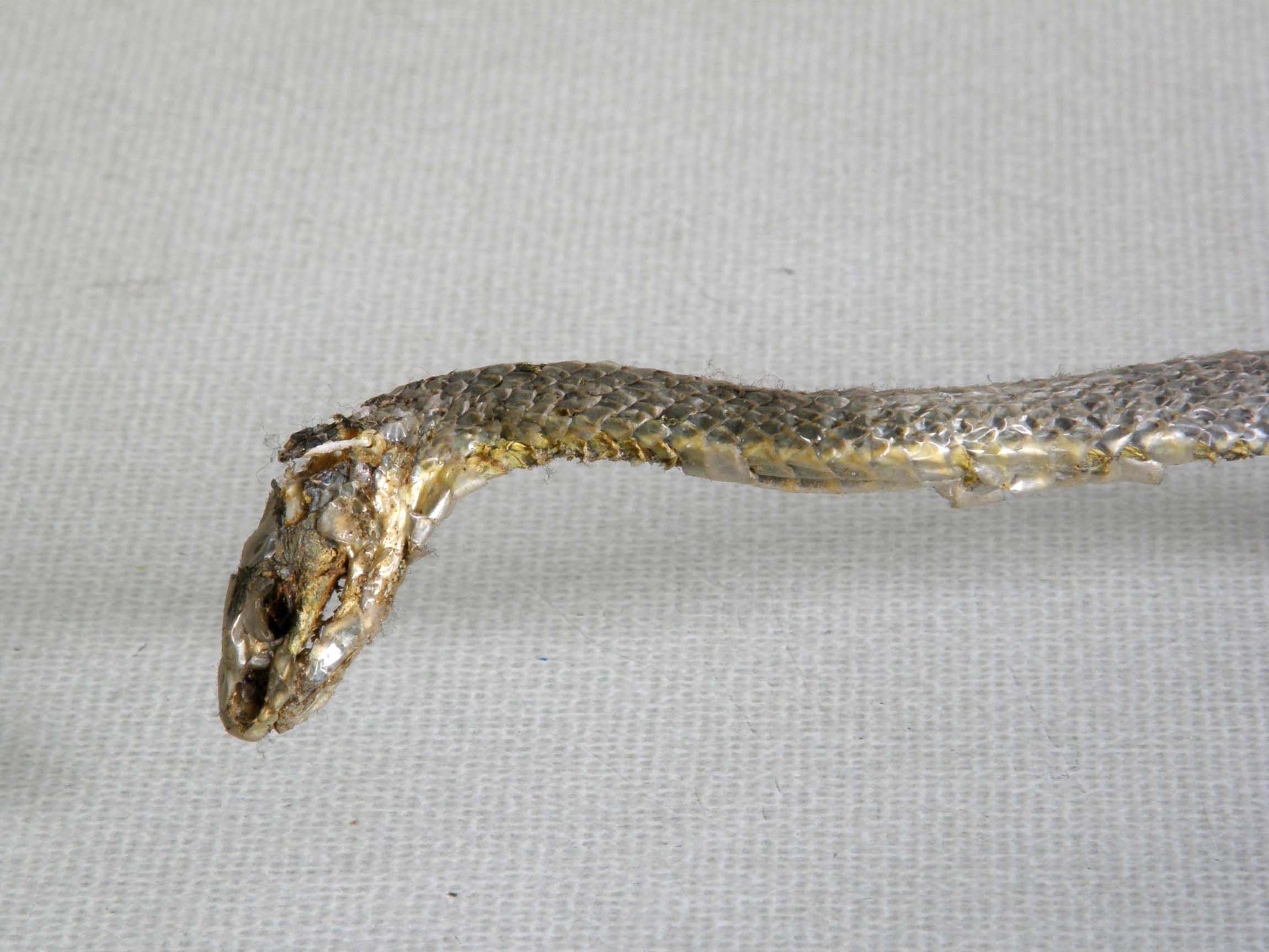 Malpolon monspessulanus mummificato