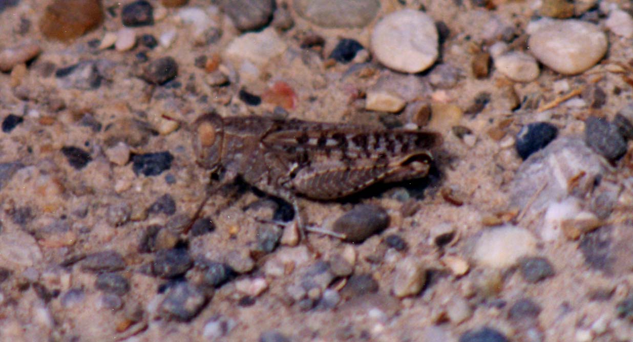 Acrididi e Polysarcus denticauda