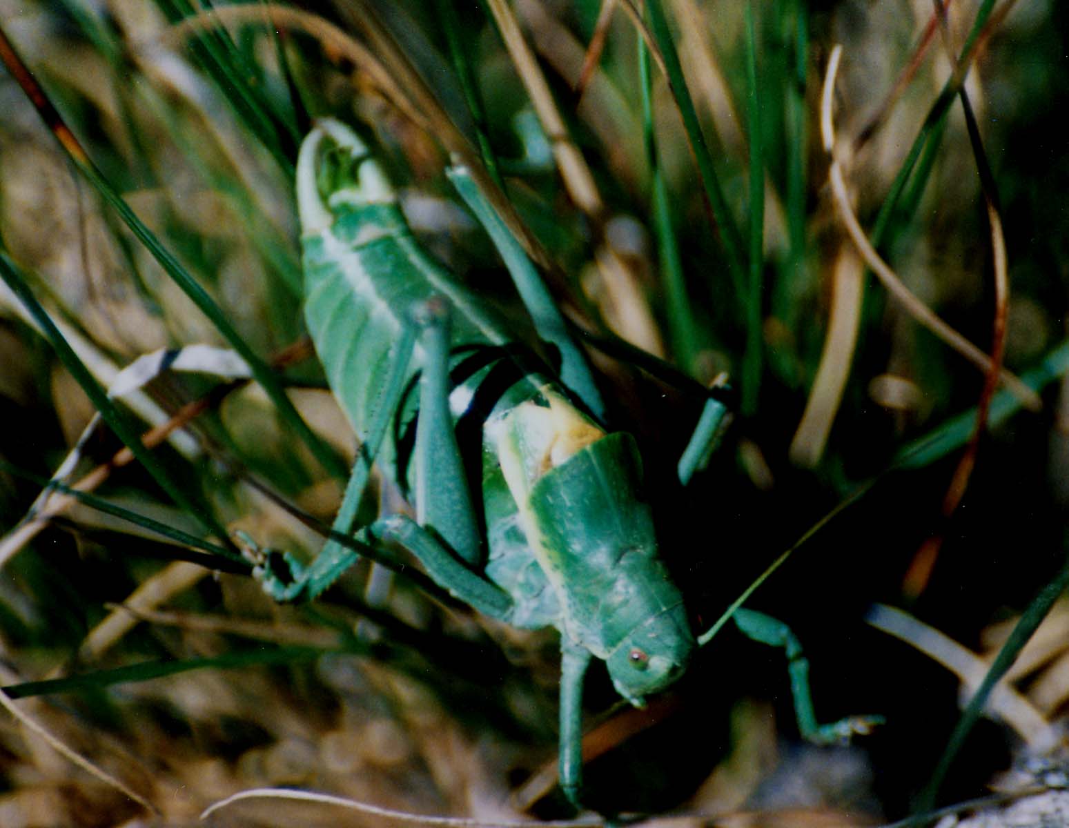 Acrididi e Polysarcus denticauda