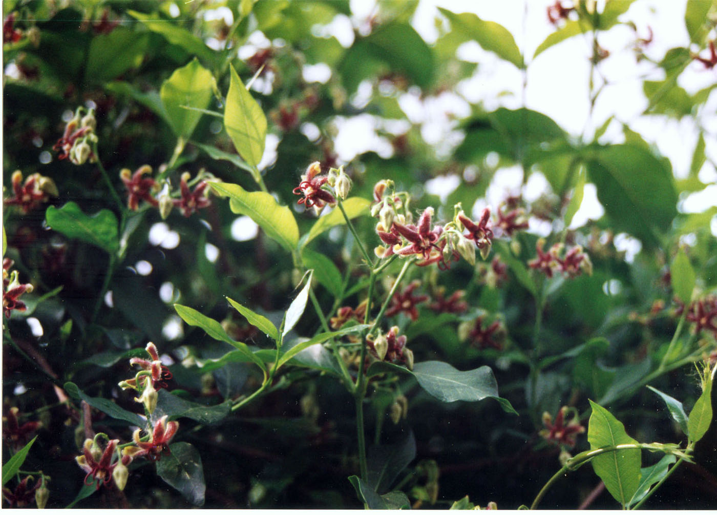Periploca graeca e Anredera cordifolia