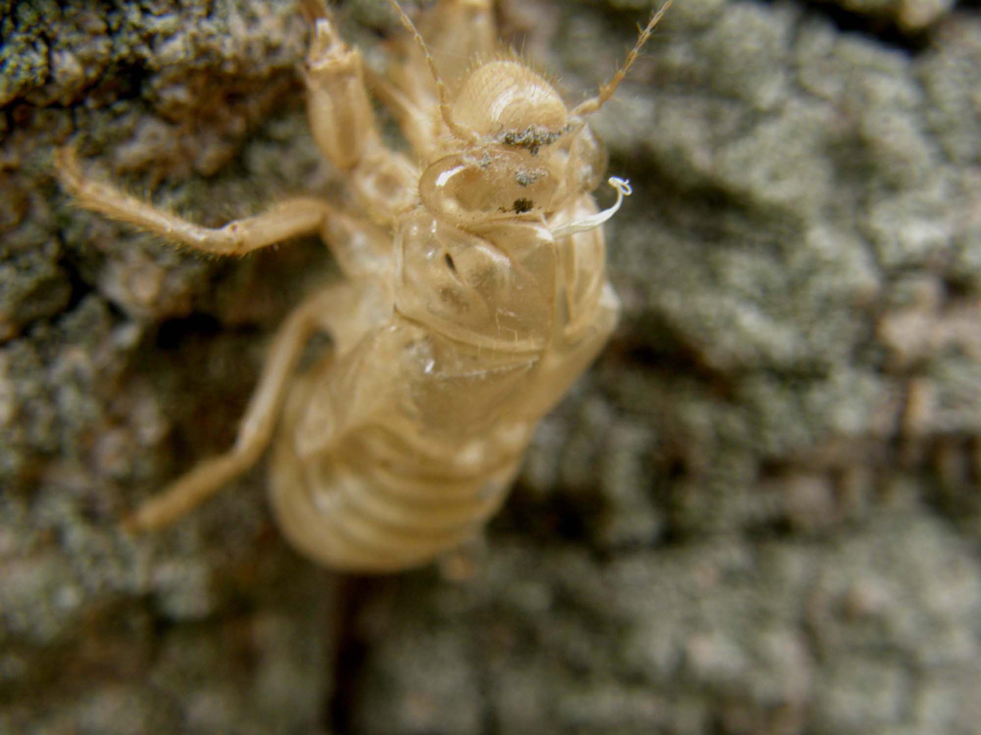 Involucro da identificare (exuvia di cicala)