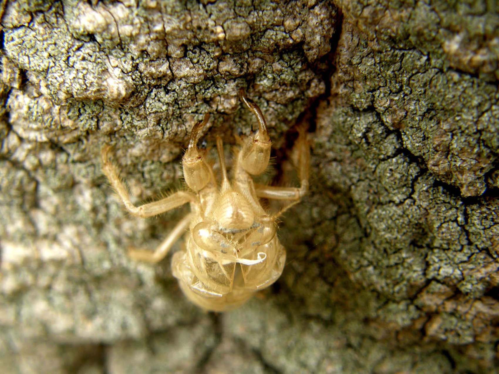 Involucro da identificare (exuvia di cicala)