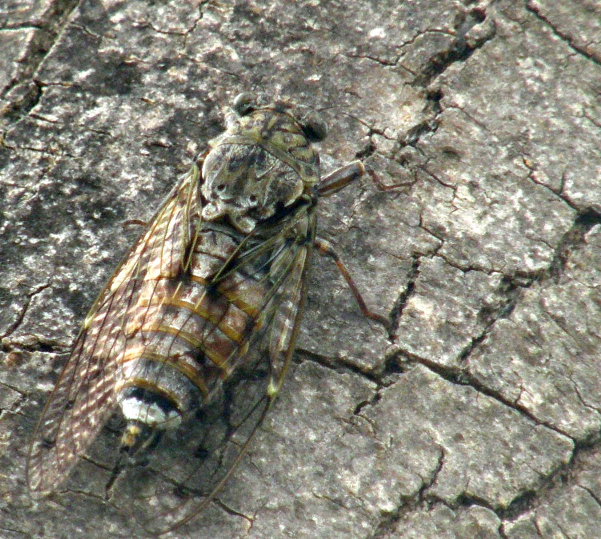 Involucro da identificare (exuvia di cicala)