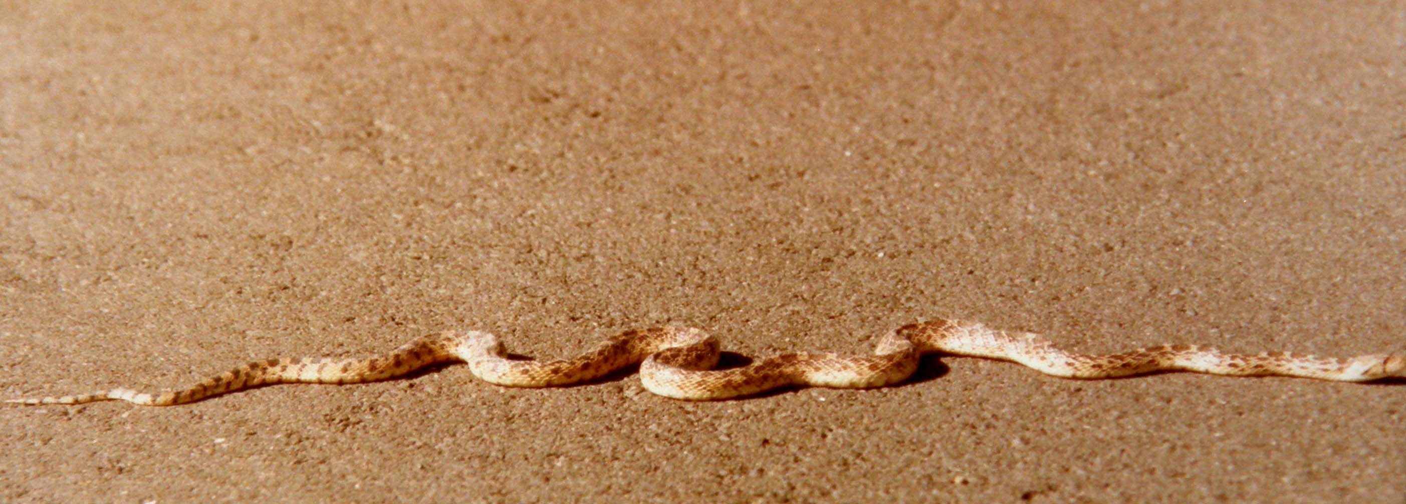 Serpentello algerino