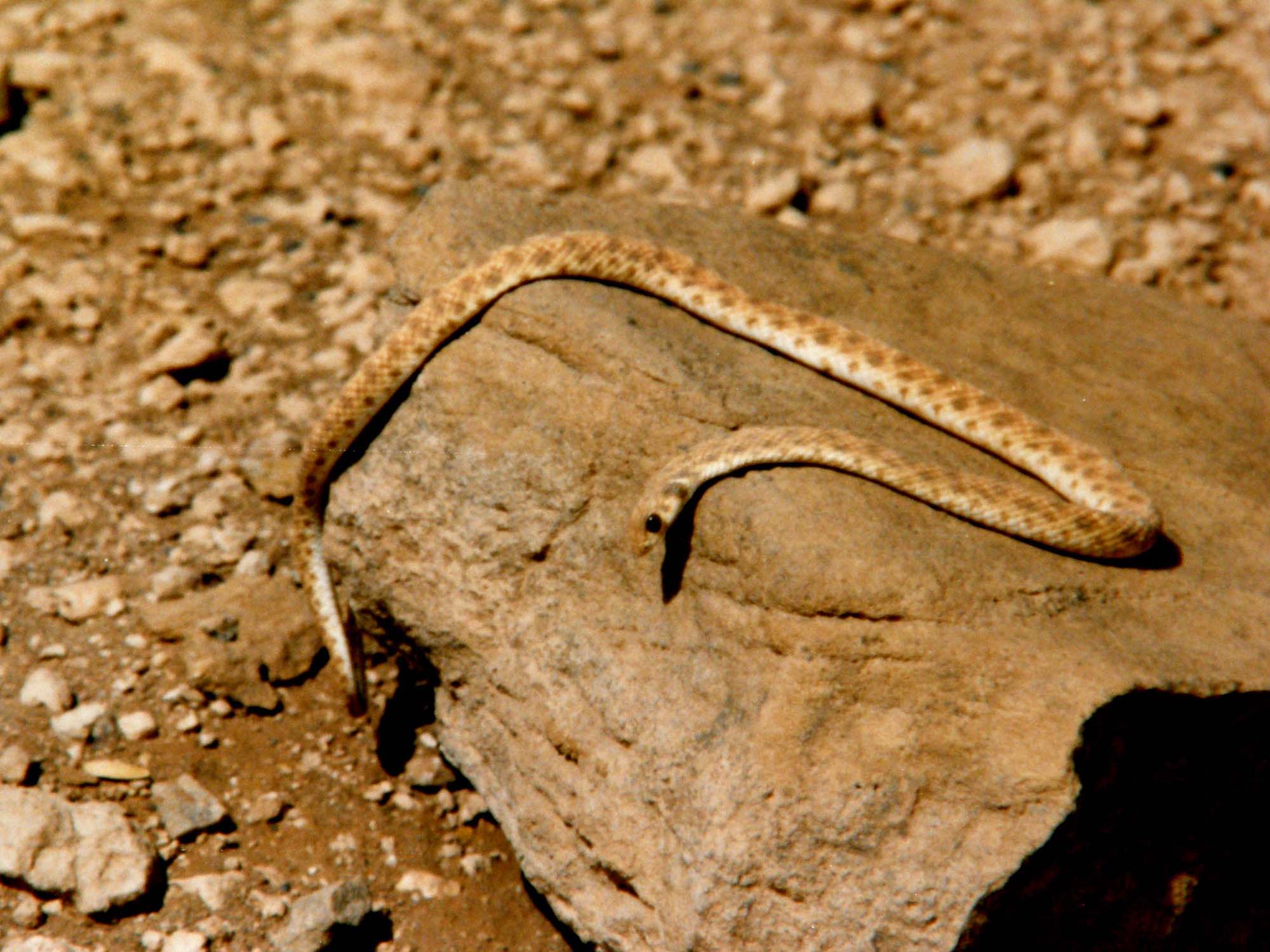 Serpentello algerino