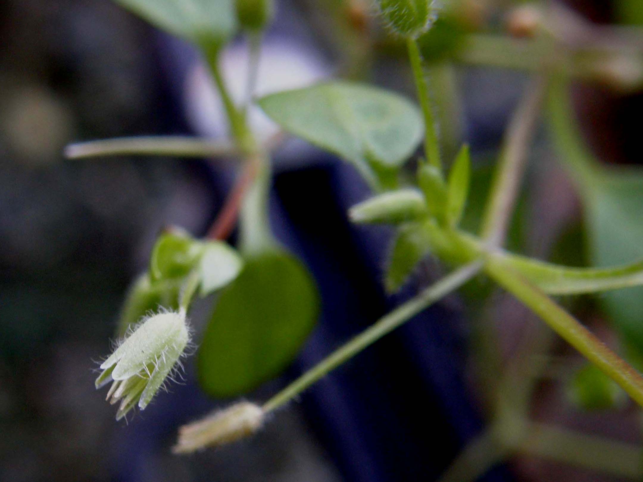 Stellaria pallida / Centocchio senza petali