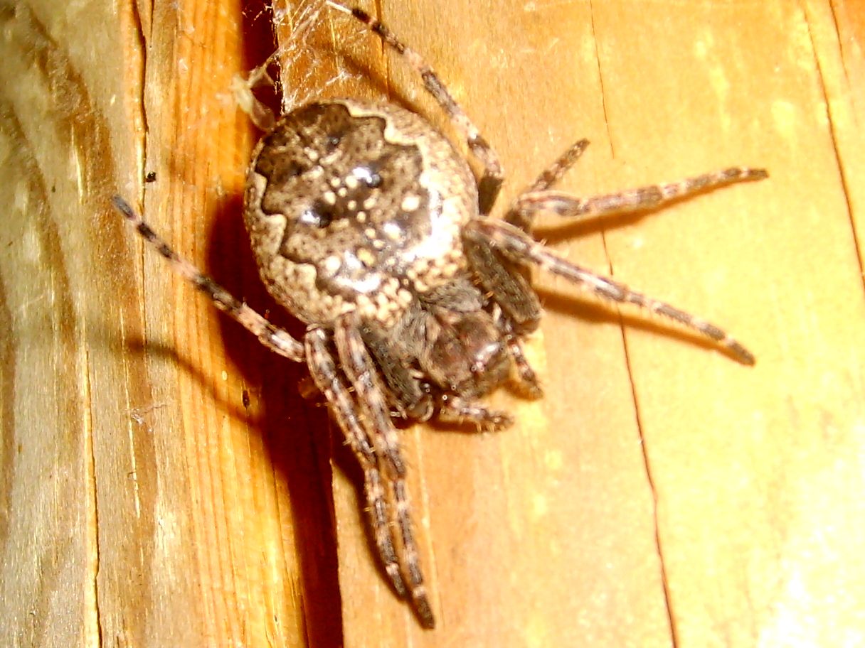 Nuctenea umbratica