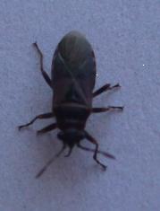 Arocatus melanocephalus