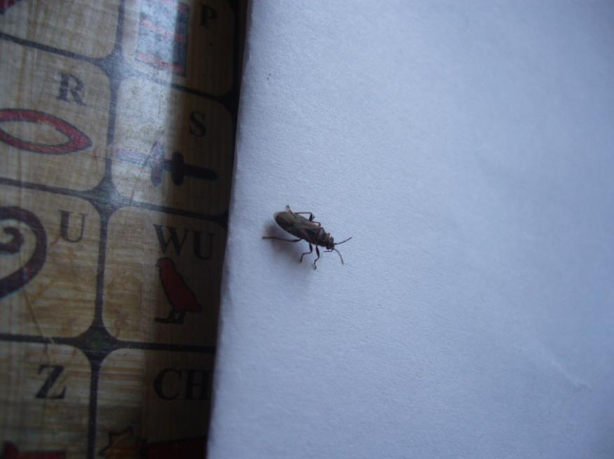 Arocatus melanocephalus