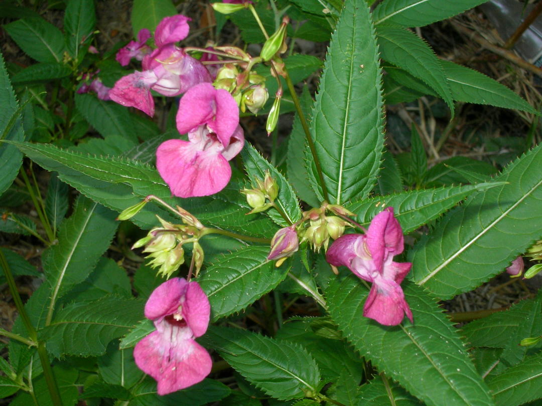 Impatiens glandulifera / Balsamina ghiandolosa