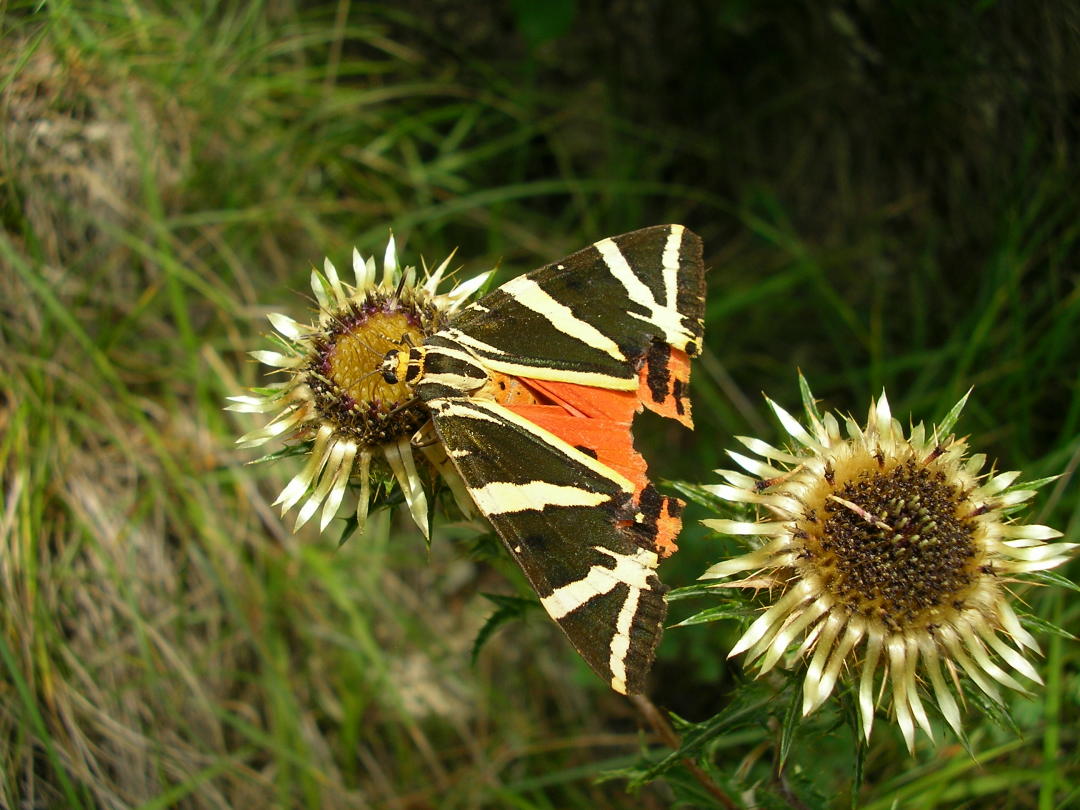 Euplagia quadripunctaria