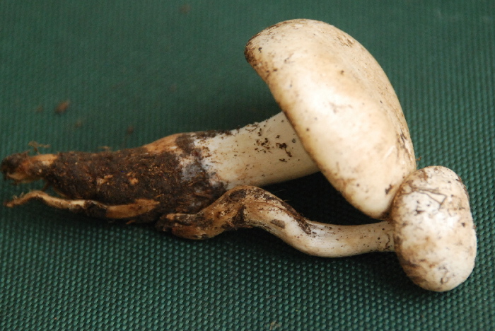 Presunta Tricholomella constricta