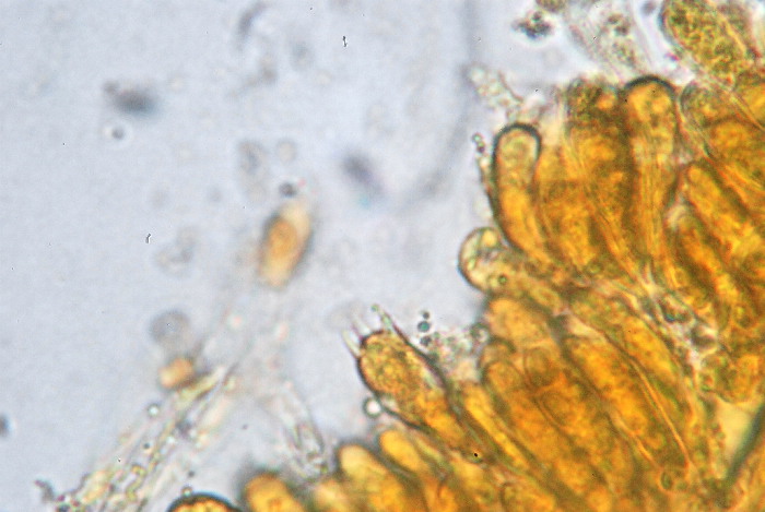 Presunta Tricholomella constricta