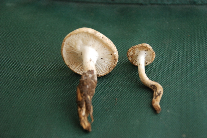 Presunta Tricholomella constricta