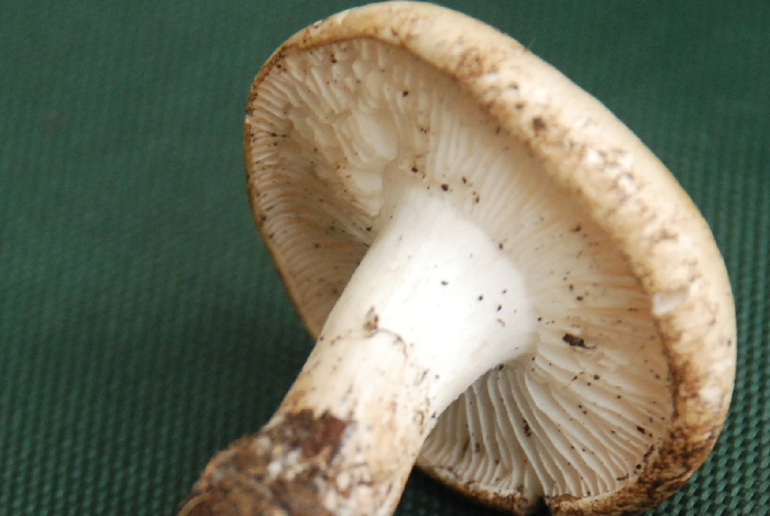 Presunta Tricholomella constricta