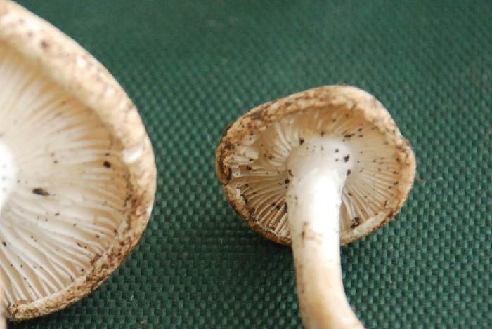 Presunta Tricholomella constricta