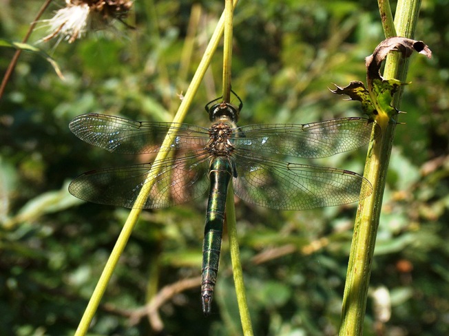 Somatochlora alpestris (Corduliidae)