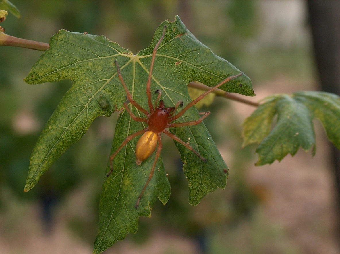 Cheiracanthium punctorium