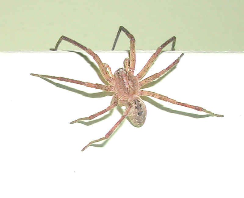 Zoropsis spinimana