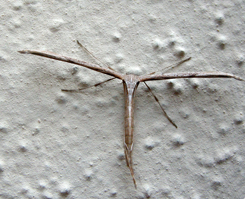 Che strana T !!! Come si chiama?