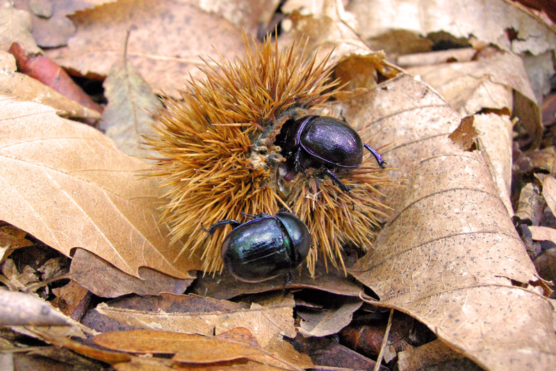 Anoplotrupes stercorosus nel bosco di Monticiano