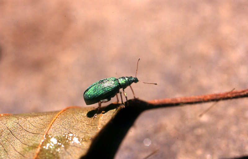 Identificazione curculionidea
