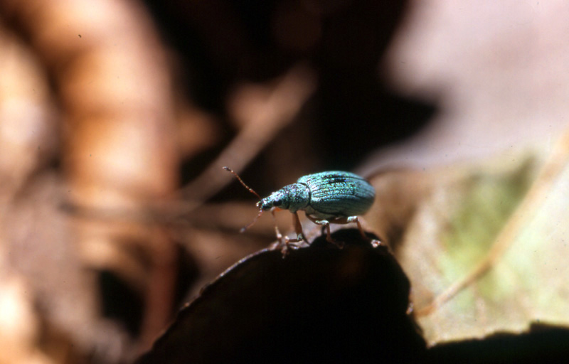 Identificazione curculionidea
