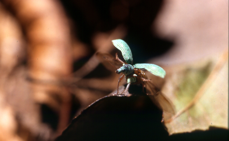 Identificazione curculionidea