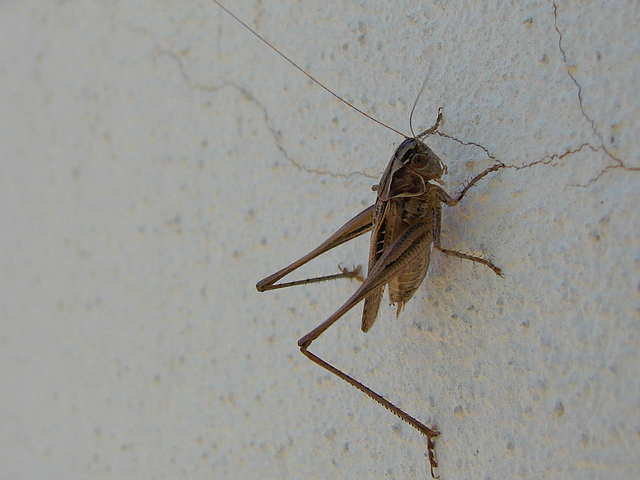 Platycleis (Tessellana) tessellata (Orthopt., Tettigoniidae)