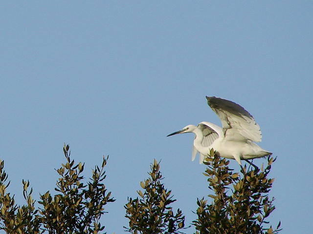  un airone bianco maggiore?