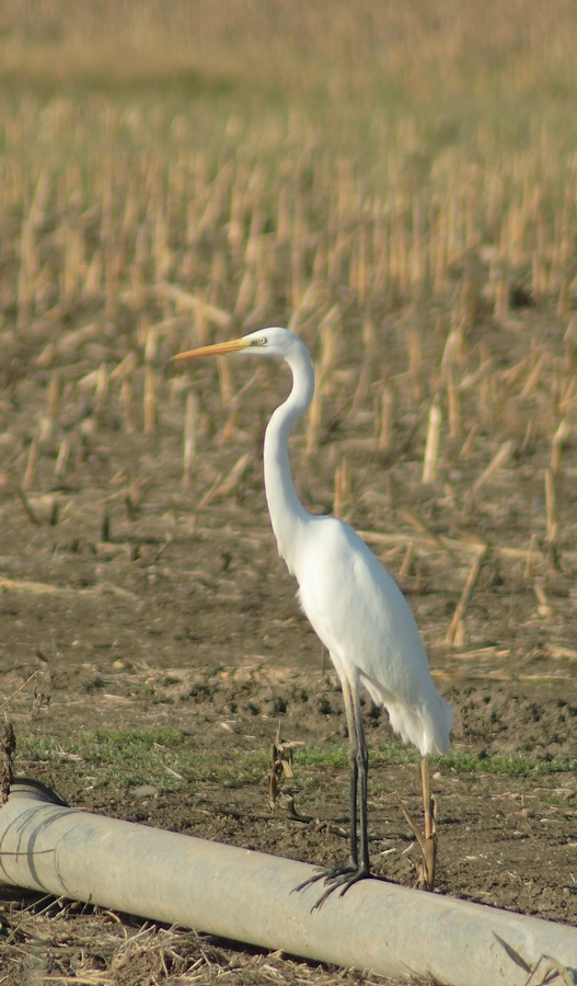 airone bianco maggiore