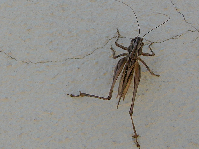 Platycleis (Tessellana) tessellata (Orthopt., Tettigoniidae)