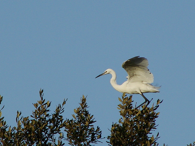  un airone bianco maggiore?