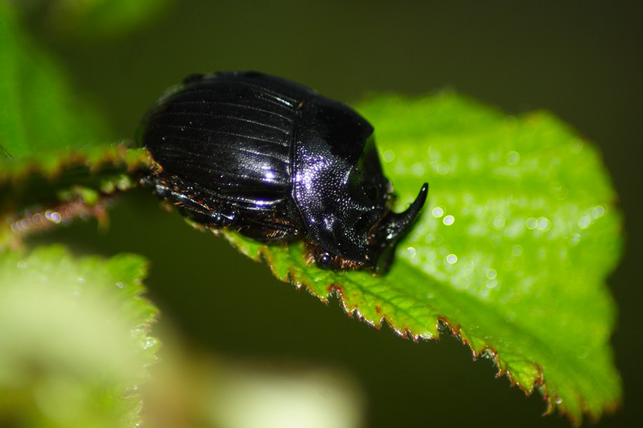 scarabeo rinoceronte