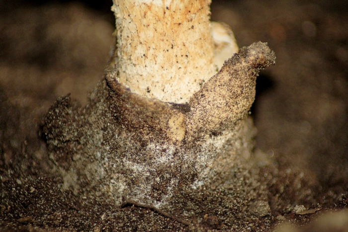 Visita Micologica a Macchiagrande, guidata dal nostro Andrea